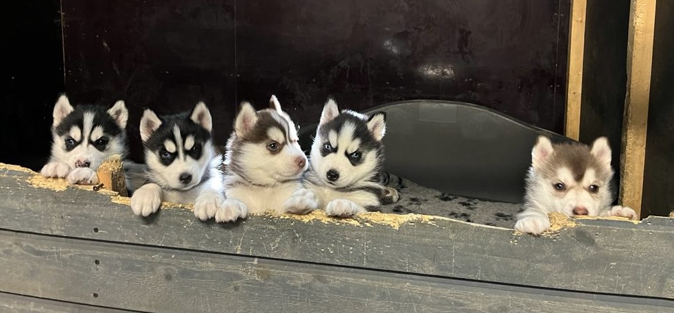 Siperianhusky pennut 2023 pentueesta